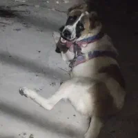 واگزاری توله 9 ماه|سگ|مشهد, الهیه|دیوار