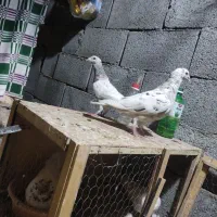کفتر سرور پلاکی|پرنده|باغ بهادران, |دیوار