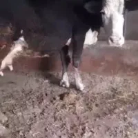 گاو تک شیر منت بیلیارد