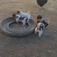 توله تل پاکوتاه