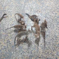 واگذاری گربه