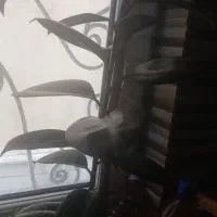 ۵عدد گل سرحال خوشگل بفروش میرسد|گل و گیاه طبیعی|تهران, تهرانپارس غربی|دیوار