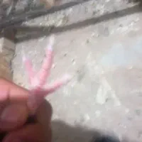 زاغ|پرنده|اراک, |دیوار