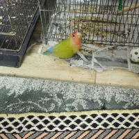 طوطی برزیلی|پرنده|شیراز, جوادیه|دیوار