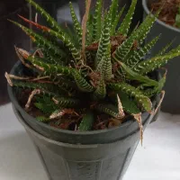 گل اپارتمانی