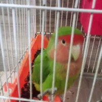 طوطی برزیلی صورت هلویی|پرنده|مهدی شهر, |دیوار