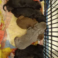 توله پیتبول اصل