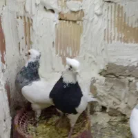 نر ماده طوقی