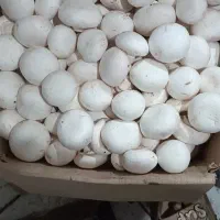 آموزش عملی پرورش قارچ در سالن واقعی