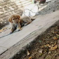 سگ فروشی|سگ|زاهدان, |دیوار