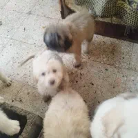 خانواده|سگ|رویان, |دیوار