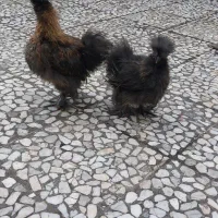 جوجه ابریشمی