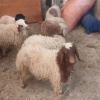 بره نر پروار