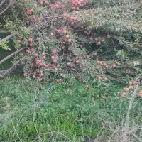 کارکشاورزی|خدمات باغبانی و درختکاری|خرم‌آباد, |دیوار