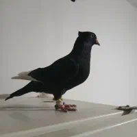 کفتر نر موقعیت ناصر آباد  قیمت ۸ملیون تخفیف هم|پرنده|شیراز, درکی|دیوار