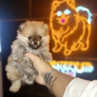 پامرانین خرسی عروسکی اصل // سگ جیبی