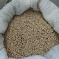 فروش جو محلی دیم