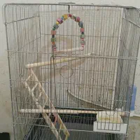 عروس هلندی سرلاکی البینو شاه طوطی قفس پرنده.خریدار|پرنده|کرج, حصارک بالا|دیوار