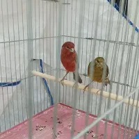 قناری ماده درجه یک