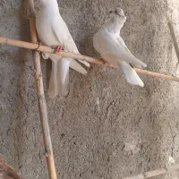 کفترتک پر|پرنده|مینودشت, |دیوار