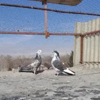 کفتر|پرنده|مشکیندشت, |دیوار