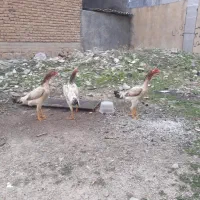 چهار عدد مرغ