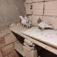 کفتر آلمانی