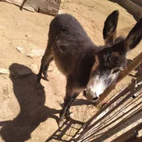 خر جوان و گوسفندی هشت ماهه