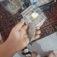 اهواز کوی علوی|پرنده|اهواز, کوی علوی|دیوار