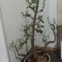 بنسای|گل و گیاه طبیعی|باسمنج, |دیوار