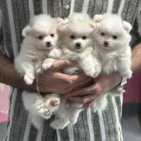 پامرین‌اشپیتز2ماهه عروسکی سایز ریز فقط۴/۳۰۰واگذاری|سگ|کرج, جهان‌شهر|دیوار