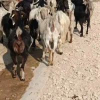 سی بز ابستن|حیوانات مزرعه|بهبهان, |دیوار