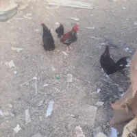 مرغ و خروس|حیوانات مزرعه|چمران, |دیوار