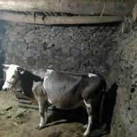 فروش گاو شیری سویسی|حیوانات مزرعه|کلاترزان, |دیوار