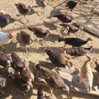 بوقلمون  برنز آمریکایی و محلی ۳ماهه|حیوانات مزرعه|برازجان, |دیوار