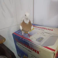 کبوتر طوق زرد