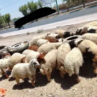 گوسفند ذبح رایگان
