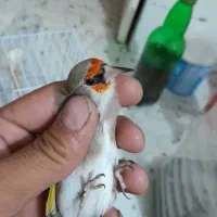 سهره کرمونی  کهنه|پرنده|نوشهر, |دیوار
