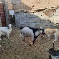 یک راس کره نر یک ساله از نژاد الپاین اصلی|حیوانات مزرعه|دهج, |دیوار