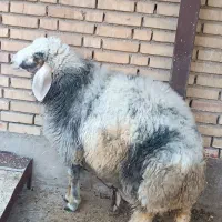 گوسفند پروار درجه یک