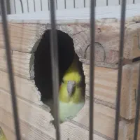 عروس هلندی مولد نروماده قفس۱۰۳۳فروشی