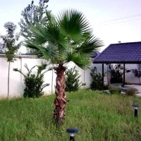 اجاره ویلا استخر دار تراس دلنشین ویو جنگل 024|اجارهٔ کوتاه‌مدت ویلا و باغ|شفت, |دیوار