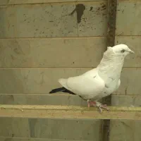 کفتر دم سیاه کاکلی نر|پرنده|اسلامشهر, شهرک توحید|دیوار