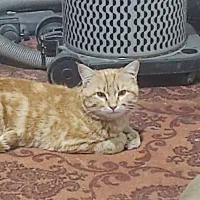 گربه اسمش گوجه