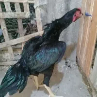 خروس اوشامو