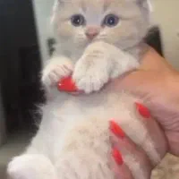 پسر اسکاتیش با رنگ خاص