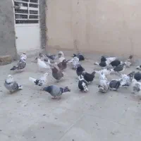 کفتر پرشی تهرانی|پرنده|شهریار, شهرک مصطفی خمینی|دیوار