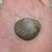 فسیل|کلکسیون اشیاء عتیقه|رشت, گلسار|دیوار