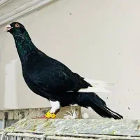 3جنگنده عبلغ سارکاکلی برژیکی|پرنده|مشهد, نوید|دیوار