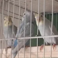 مرغ عشق آنتیک|پرنده|تربتحیدریه, مظفریه|دیوار